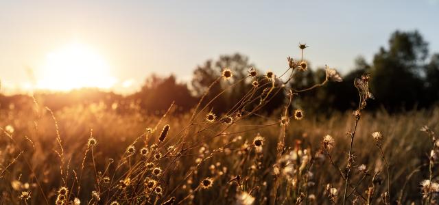 Landscape of Dry Wildflower and Grass Meadow